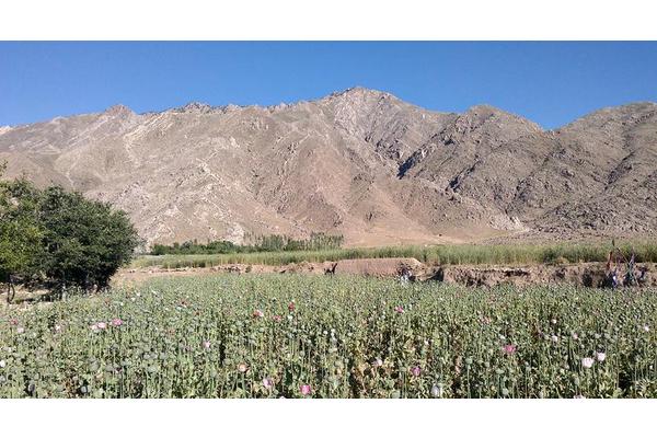 Opium cultivation declines by 95 per cent in Afghanistan: UN survey | UN News