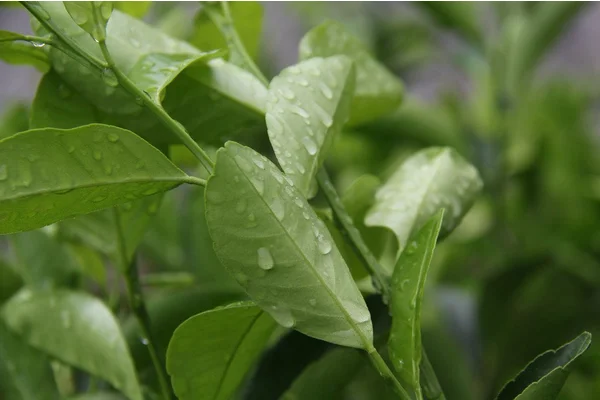 Healthy forests, healthy planet, healthy humans | UN News