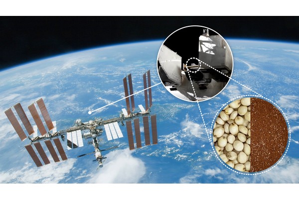 Seeds Undergo Radiation in Space to Explore Biology and Genetics for Enhanced Food Security