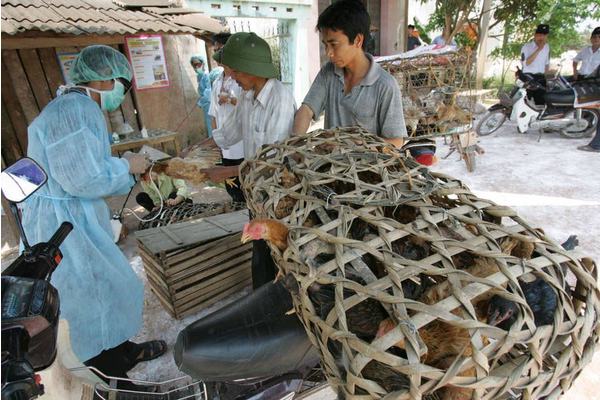 Avian flu reappears in Cambodia, UN health agency warns | UN News
