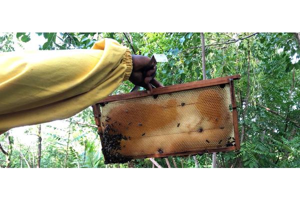 First Person: Sweet taste of modern beekeeping | UN News