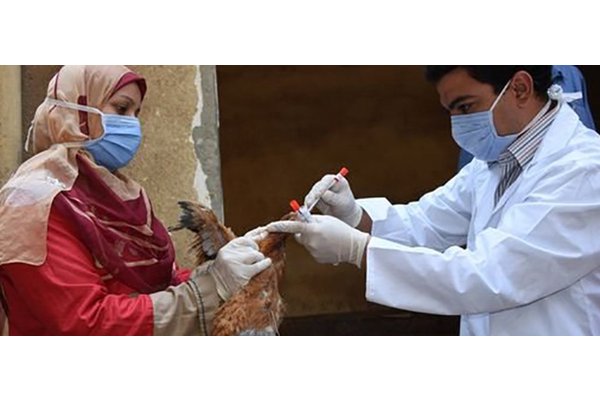 Avian flu reported in 108 countries across five continents, says UN health agency | UN News