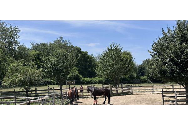 World Horse Day: Honoring humanity’s oldest and most loyal companion | UN News