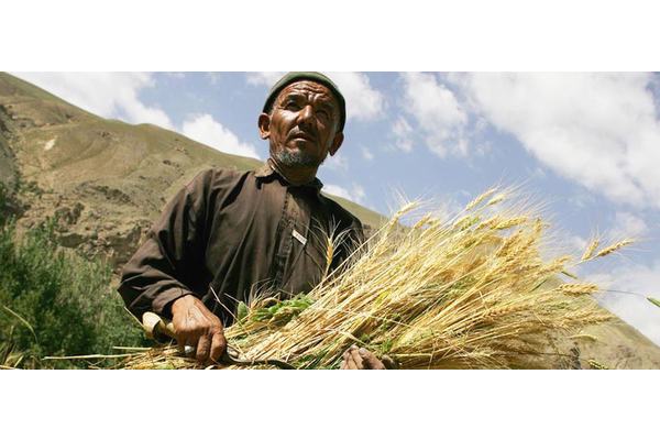 Afghanistan: World Bank provides $150 million lifeline to stem rural hunger  | UN News