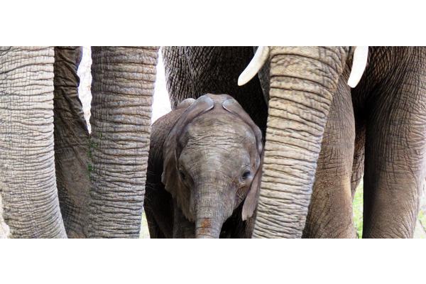 50 years of CITES: Protecting wildlife from trade