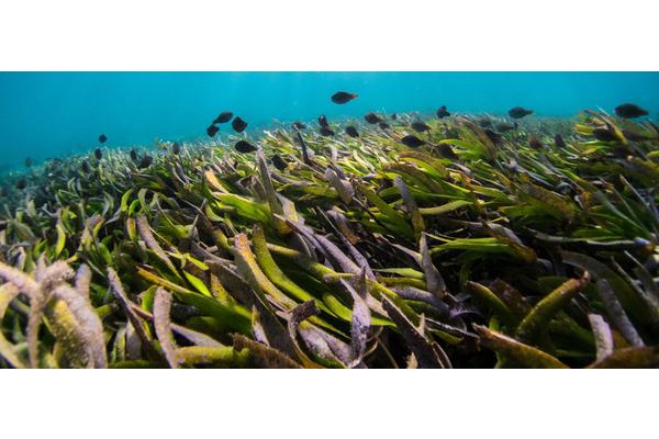 Oceans of opportunity squeezed dry by unsustainable use | UN News