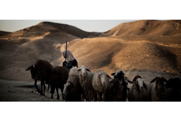Climate change: New approach needed to gauge animal health impact on emissions | UN News