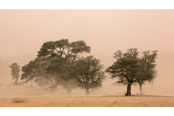 12 July: International Day of Combating Sand and Dust Storms | UNCCD