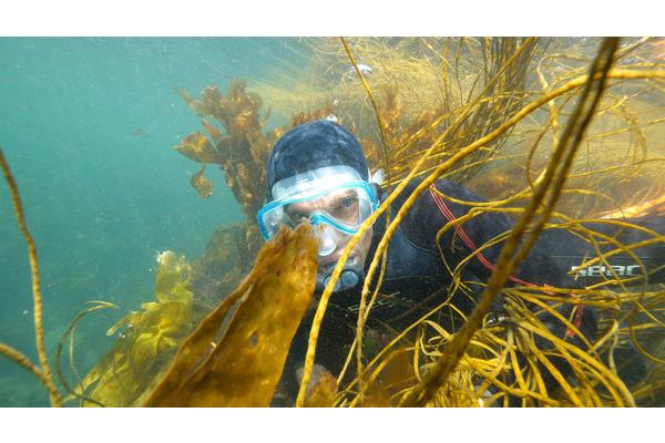 Green gold beneath the waves: How seaweed – and one man’s obsession – could save the world | UN News