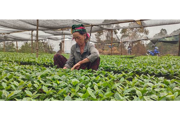 Farmers cultivate an opium