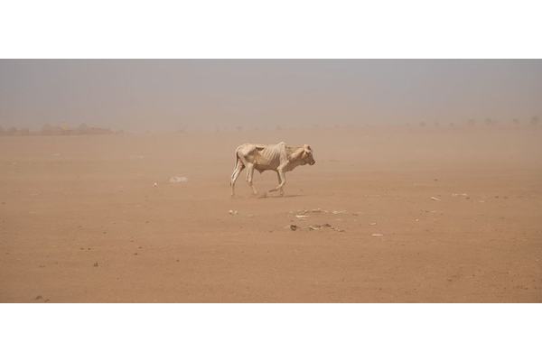 Women suffer disproportionately from ravages of drought, desertification | UN News