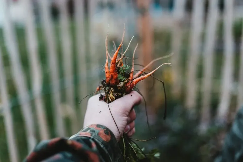 Credit: Julian Hochgesang/Unsplash
