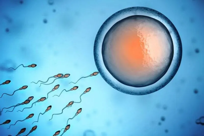 istock sperm egg alfaisal