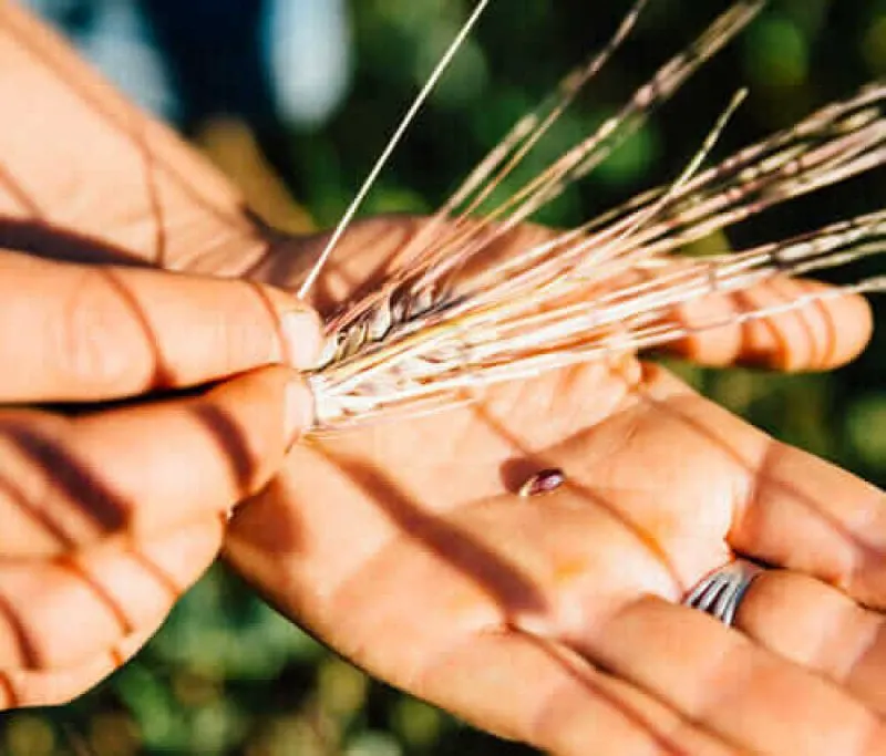 Laura Parker's 'Dolma' purple barley variety. Credit: Away To Garden