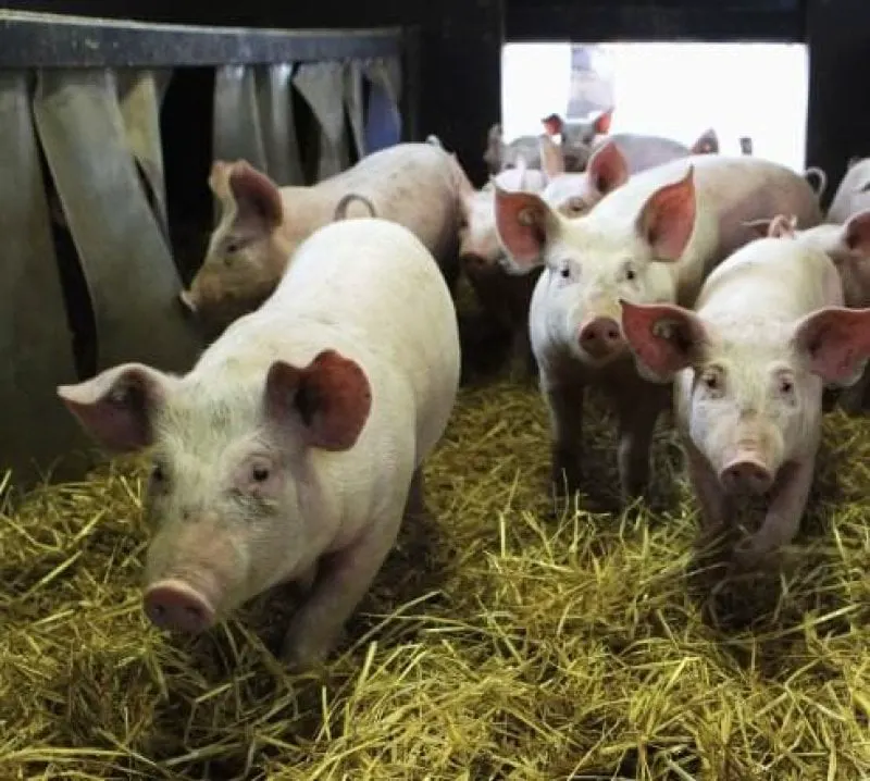 pigs human organs feature