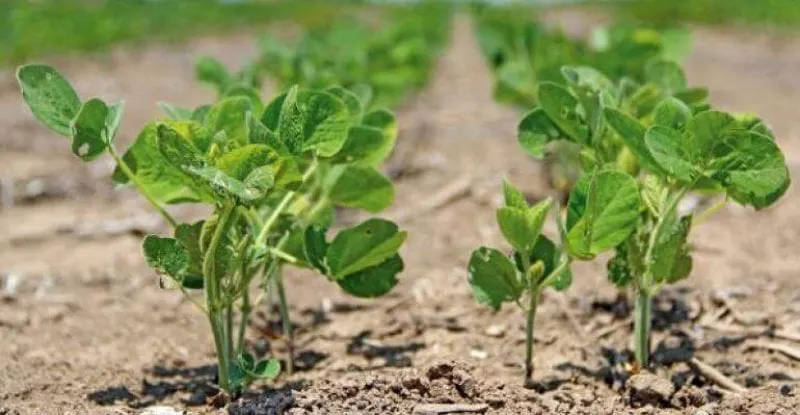 soybeanseedlingsdfp