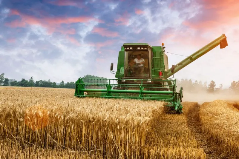 wheatfarmer lead