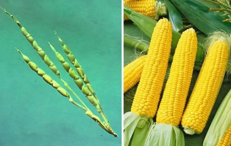 Ancient (left) vs modern corn. Credit: AsViral