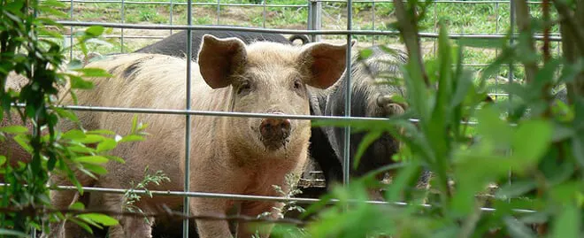 pigfence