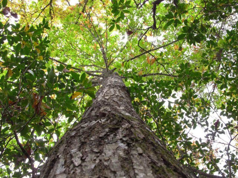 American chestnut allen breed ap American chestnut allen breed ap
