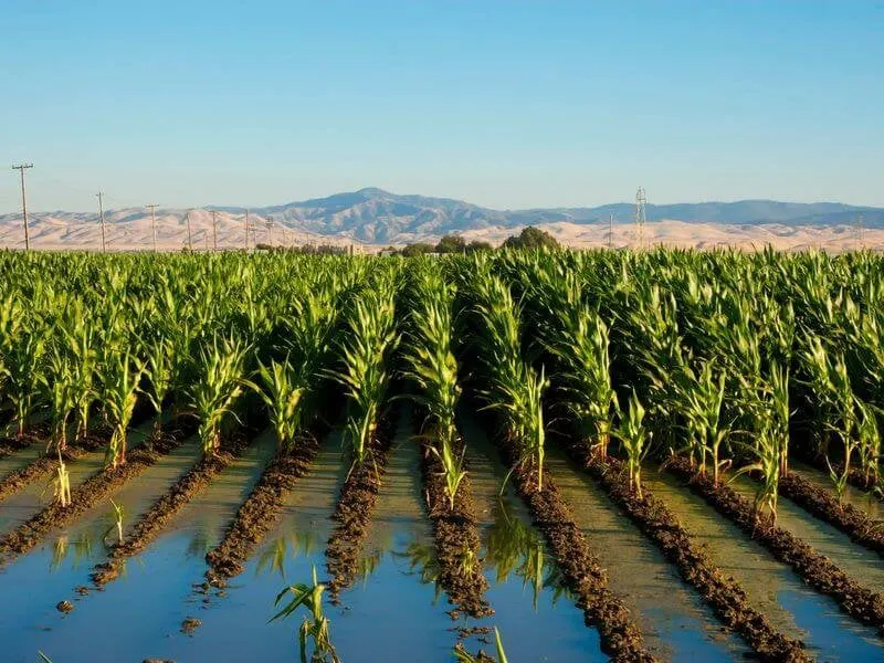 Overly salty soil can severely limit crop yields. Credit: Smithsonian Magazine