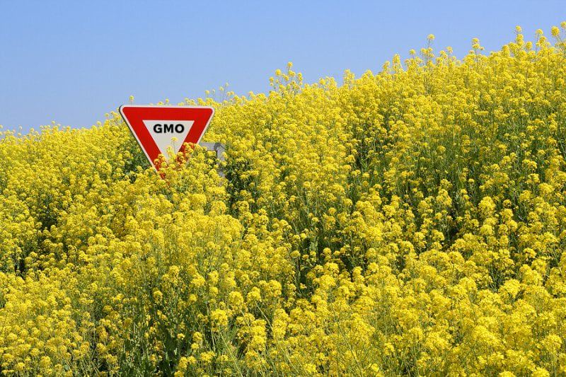 GMOcanola