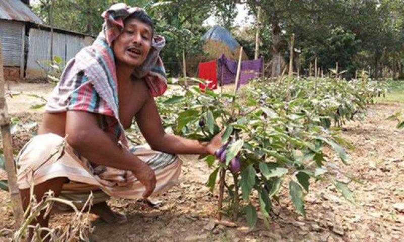 Bangladeshi Bt Brinjal trial fails