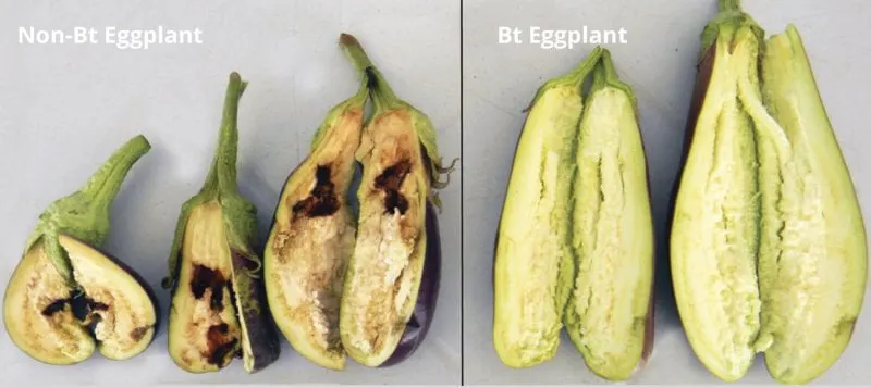 screenshot questions and answers about the fruit and shoot borer resistant eggplant bt talong the first filip
