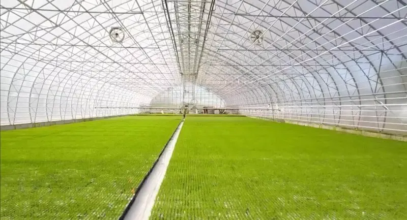 screenshot iceland is growing new forests for the first time in years