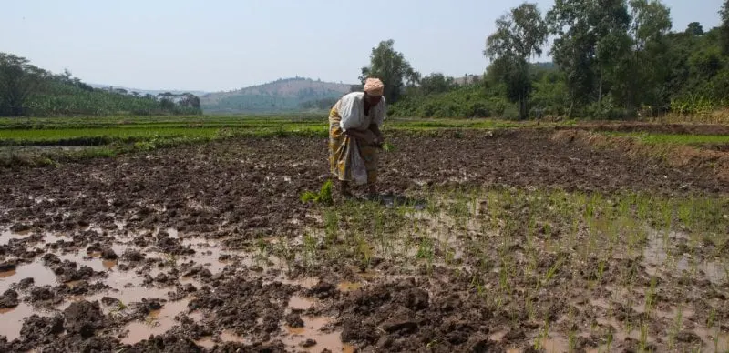 Credit: Elisa Finocchiaro/IFAD