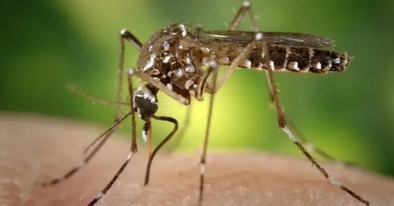 mosquito dengue
