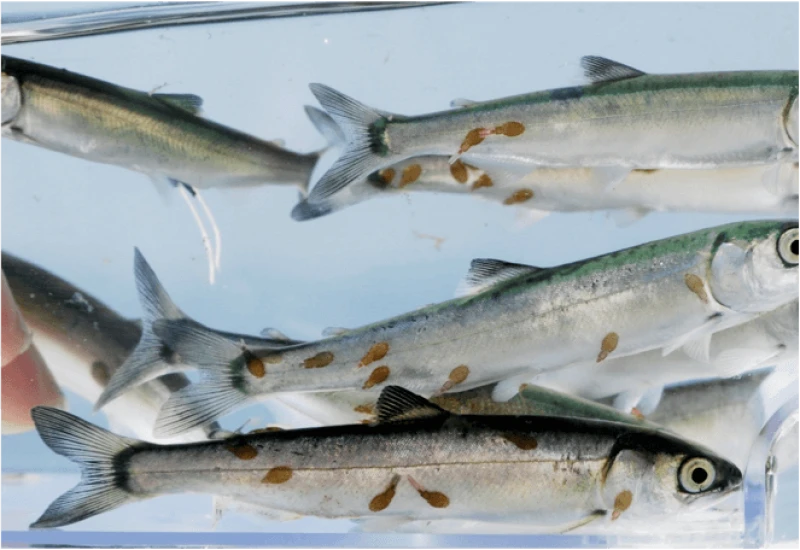 sockeye