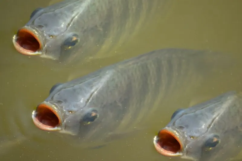 Credit: Global Aquaculture Alliance