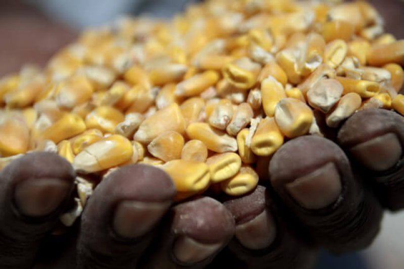 SA corn SA corn