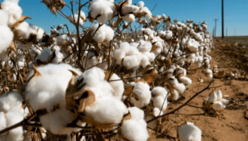 kenya cotton kenya cotton