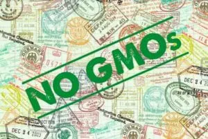gmos in the eu