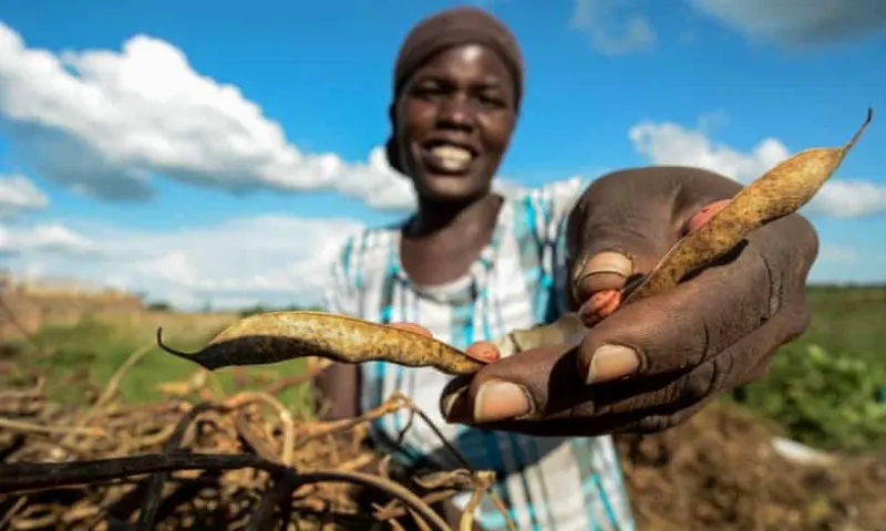 A worker prepares Nabe 15 seeds for packing, in the Gulu district of northern Uganda. Credit: Georgina Smith/CIAT