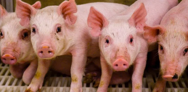 pigs
