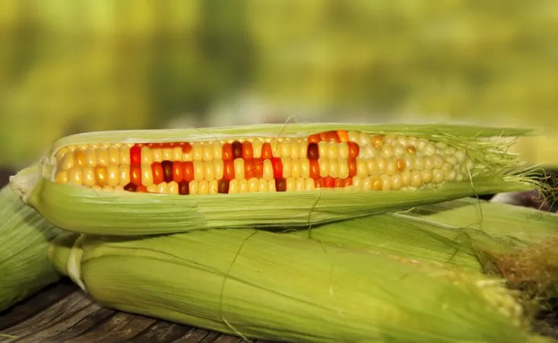 gmo
