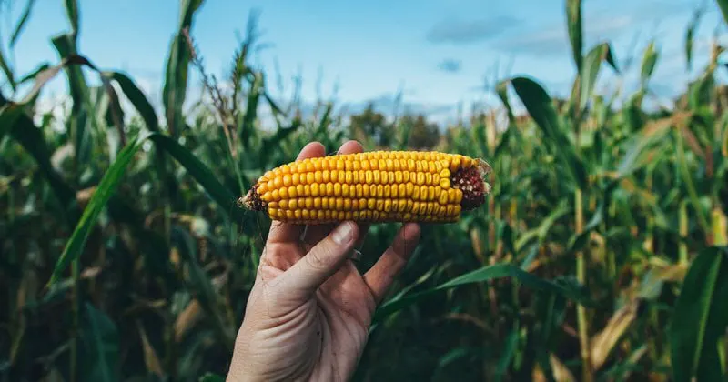 gmo means definition