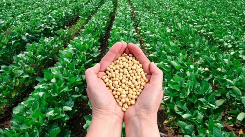 Credit: Agropages