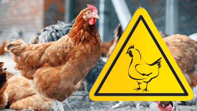 Credit: Happy Chicken Coop