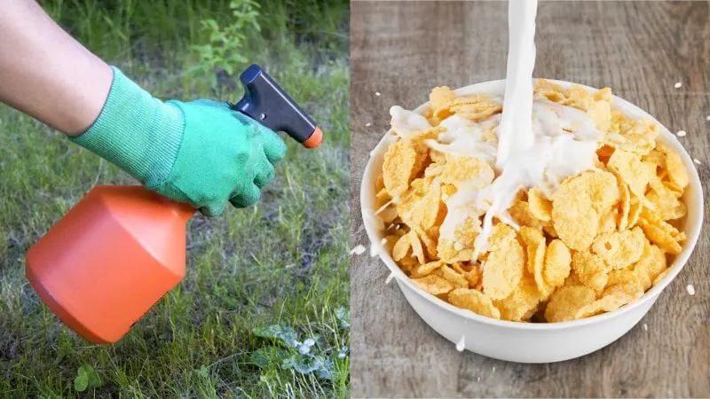 Study Finds Cheerios Oats Other Breakfast Foods May Contain Weed Killer