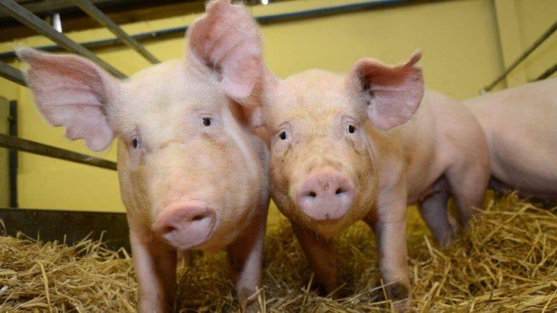 thesegene editedpigsareresistanttooneoftheworldsmostcostlyanimaldiseasesprrsvirus creditnorrierussell thesegene editedpigsareresistanttooneoftheworldsmostcostlyanimaldiseasesprrsvirus creditnorrierussell