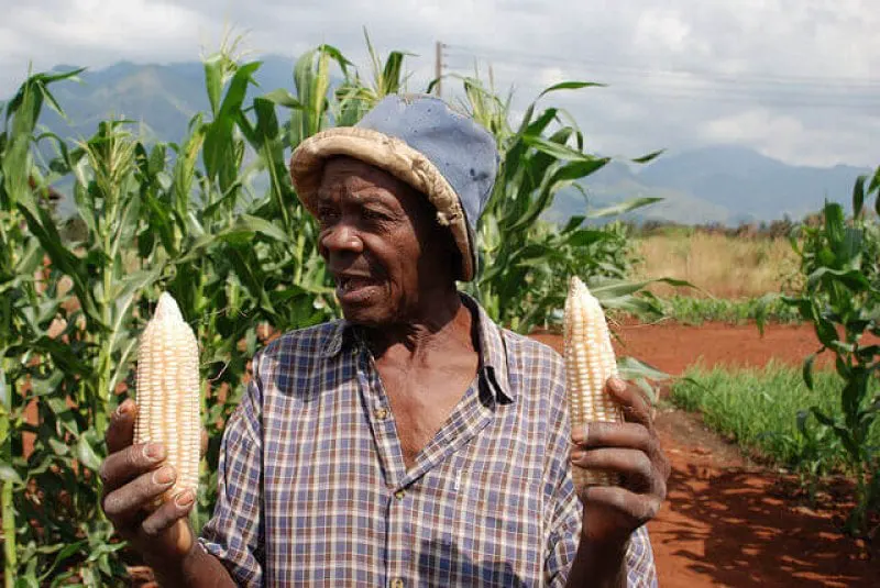 Credit: Anne Wangalachi/CIMMYT