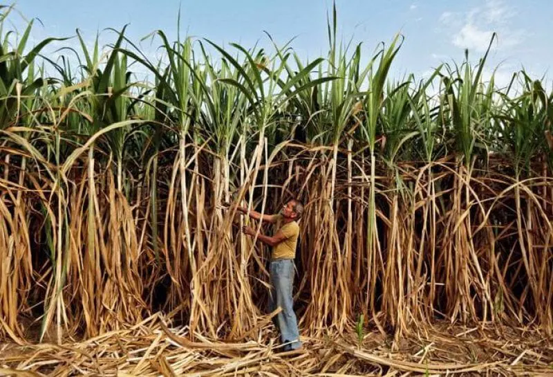 sugarcane