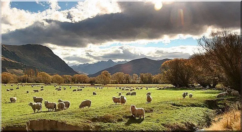New Zealand