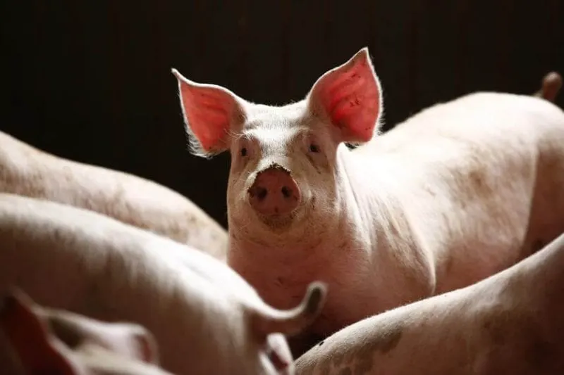 pig