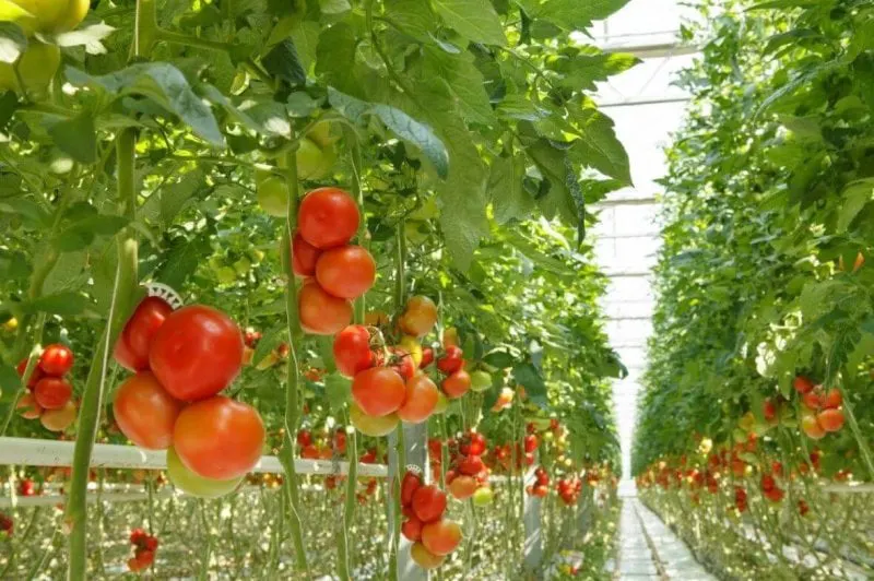 vertical farming x