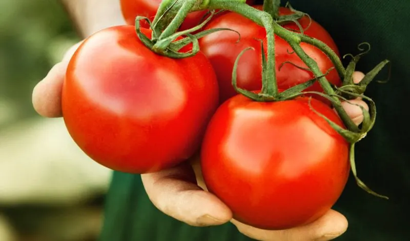 tomatoes